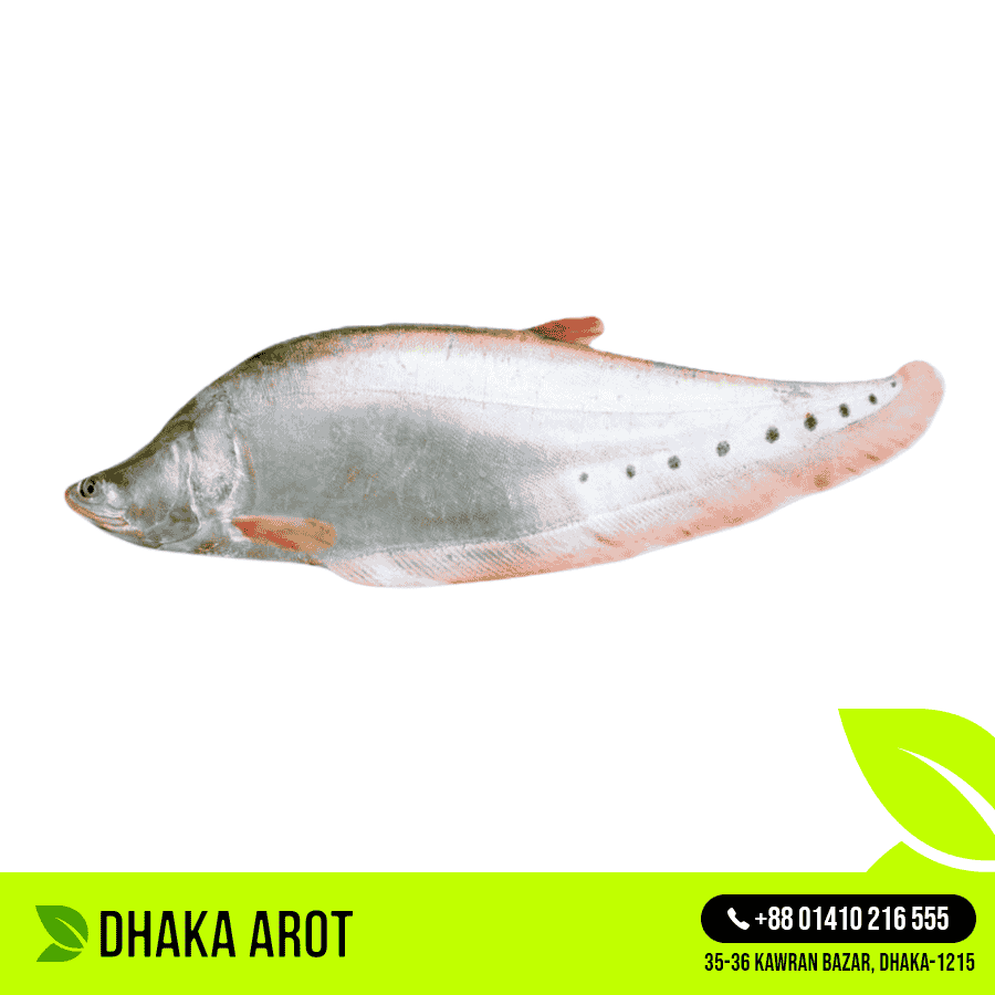 Chitol Fish চিতল মাছ (প্রতি পিস ১ কেজি থেকে ২  কেজি)