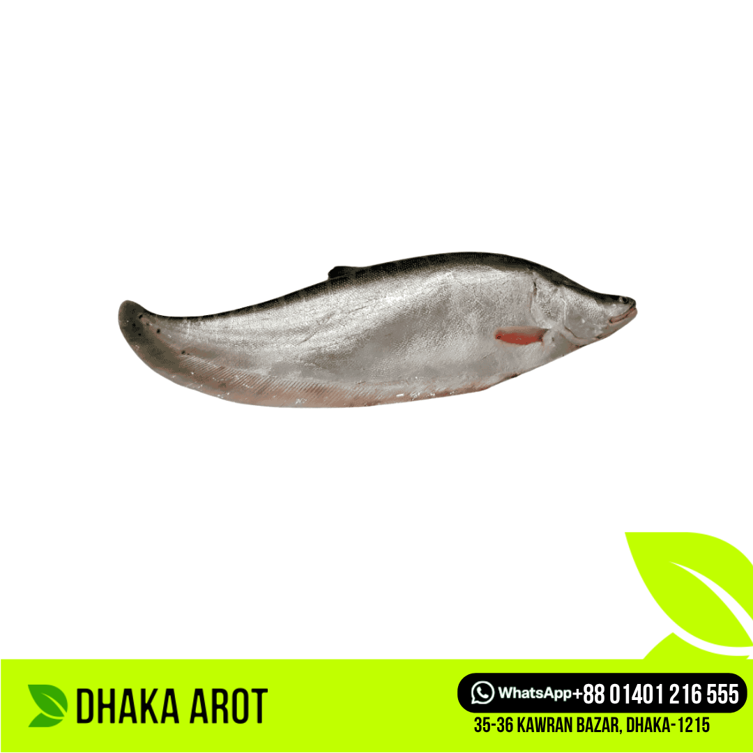 Chitol Fish চিতল মাছ (প্রতি পিস ২ কেজি থেকে ৩  কেজি)