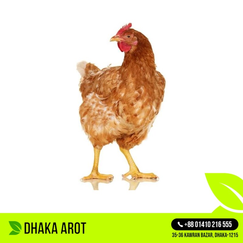 Layer Chicken (লেয়ার মুরগি) 2 KG