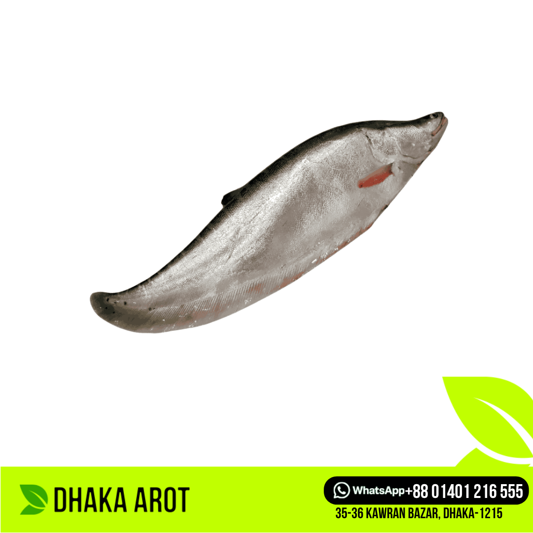 Chitol Fish চিতল মাছ (প্রতি পিস ৩ কেজি থেকে ৫ কেজি)
