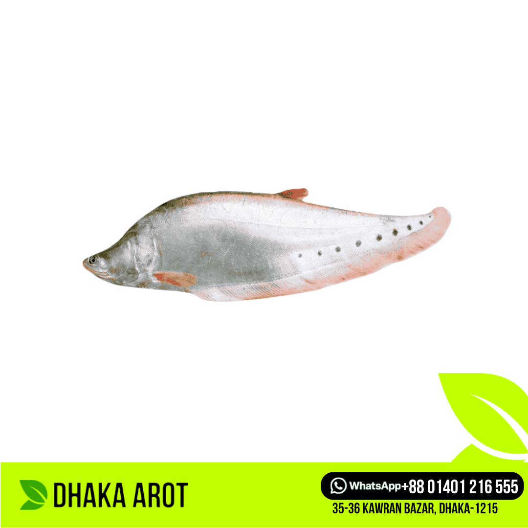 Chitol Fish চিতল মাছ (প্রতি পিস ১ কেজি থেকে ২  কেজি)