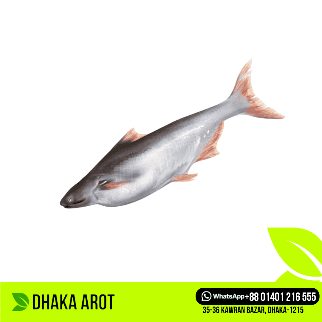 River Pangas Fish-নদীর পাঙাশ মাছ (প্রতি পিস 4 কেজি থেকে ৫ কেজি)