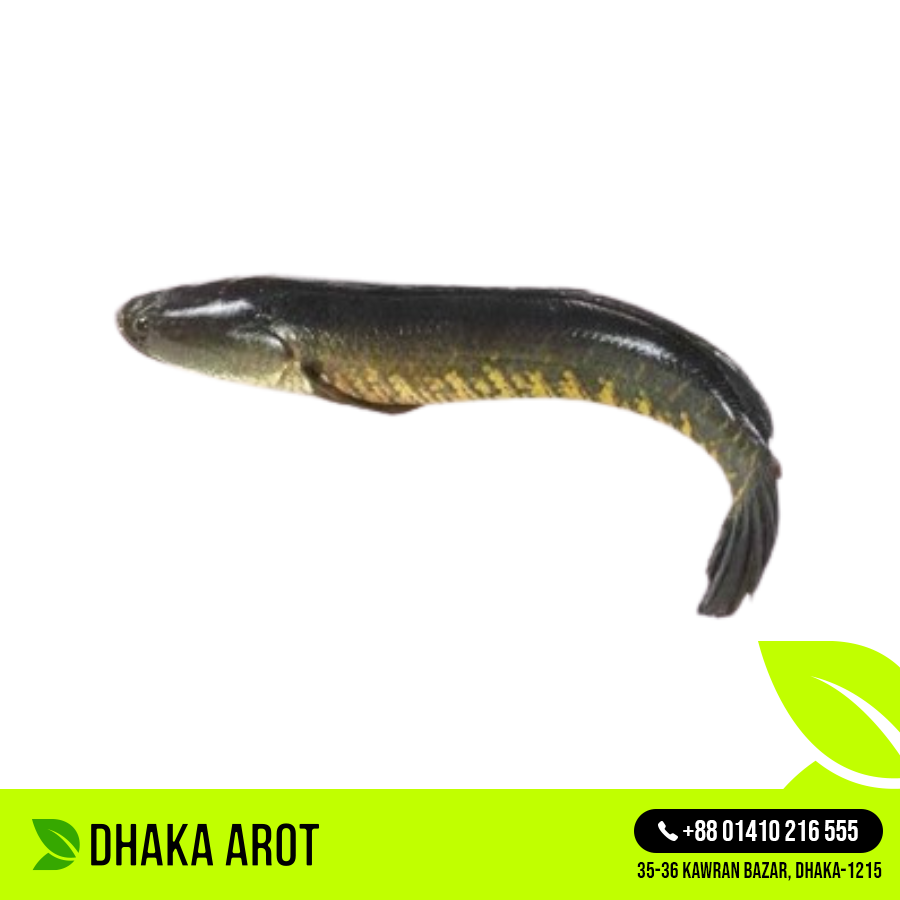 Live Gajar Fish Premium - জ্যান্ত গজার মাছ প্রিমিয়াম (প্রতি পিস ৩ থেকে ৫ কেজি)