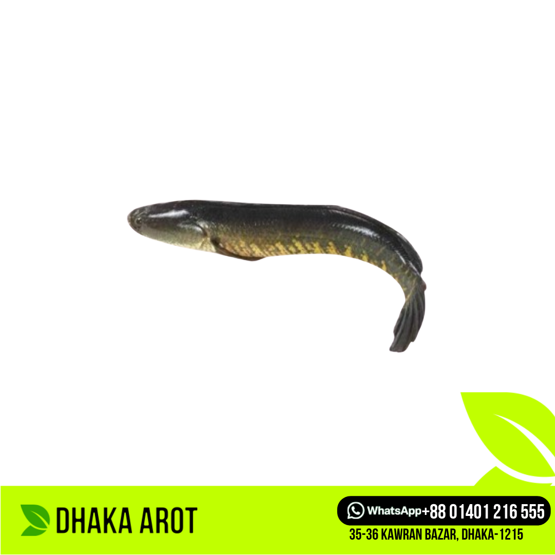 Live Gajar Fish Premium - জ্যান্ত গজার মাছ প্রিমিয়াম (প্রতি পিস ৩ থেকে ৫ কেজি)